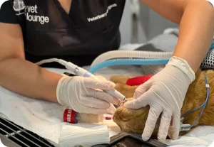 Dentistry - The Vet Lounge