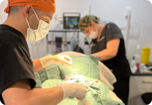 Desexing - The Vet Lounge desexing dog