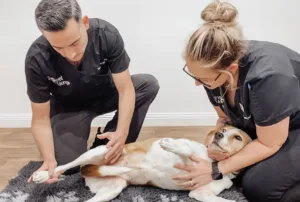 Coomera vet consult - The Vet Lounge Vet with nurse