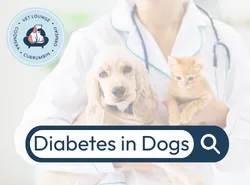 Diabetes in dogs diabetes dogs